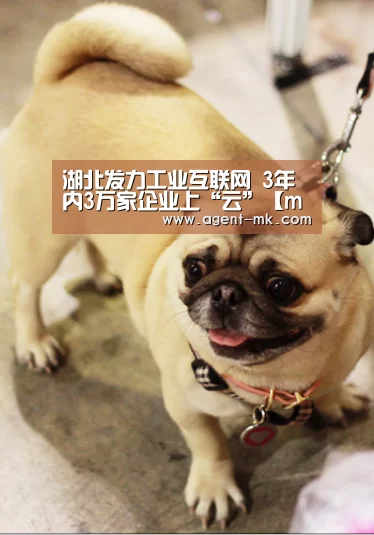 mk体育平台